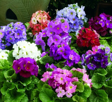 PRIMULA LIBRE MIX NR.1000 SEMI